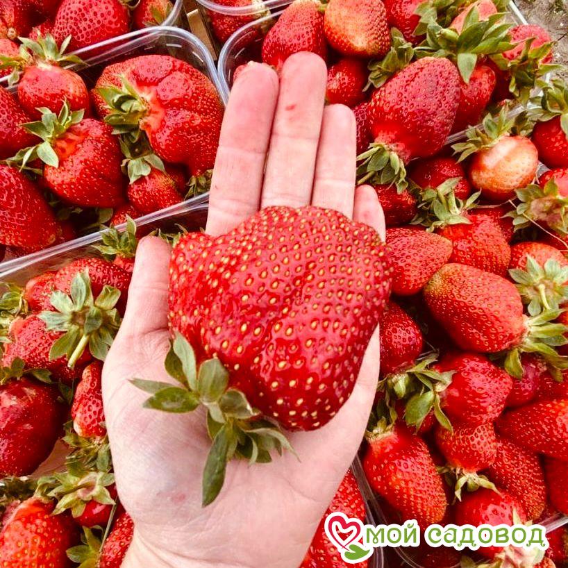 Клубника Великобритания