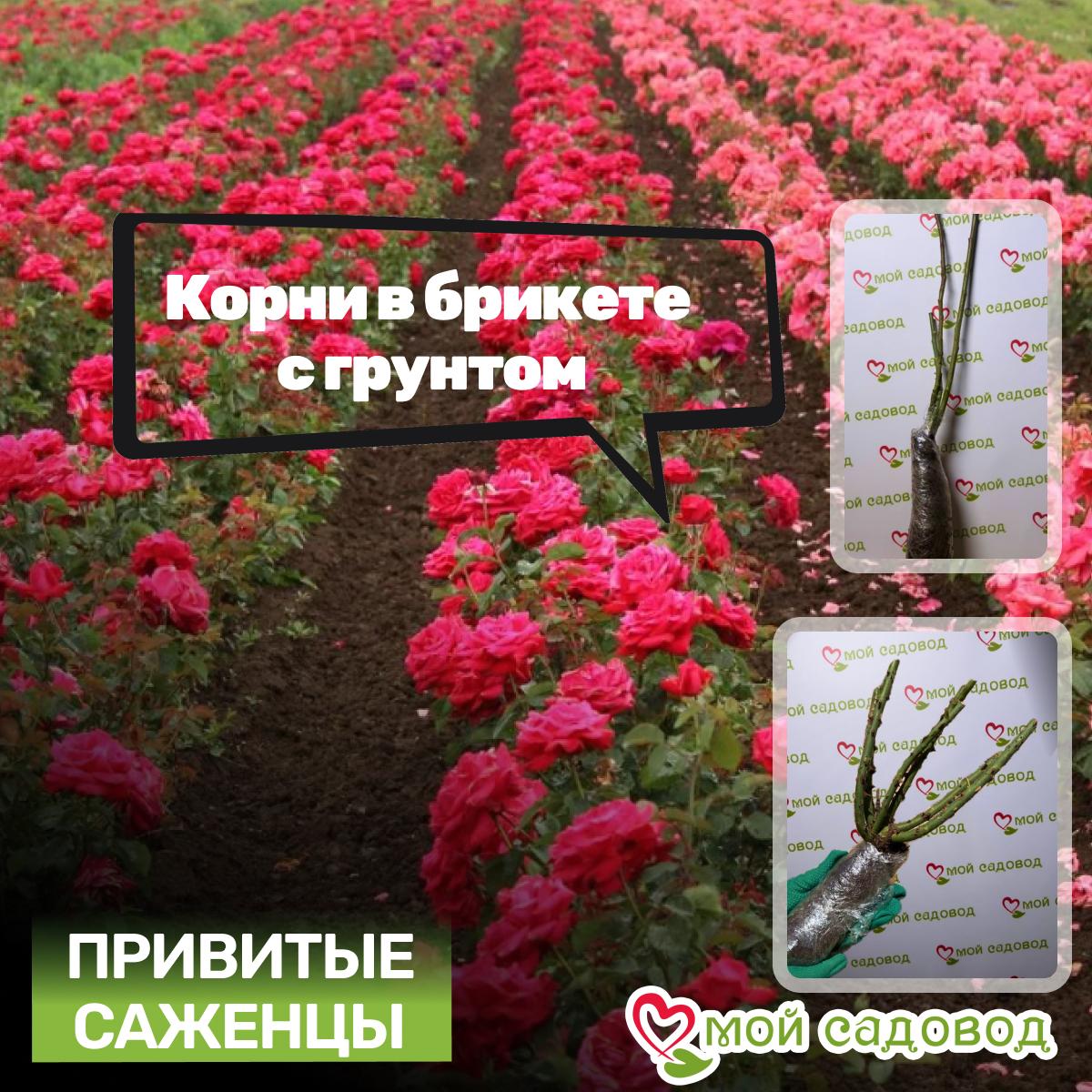 Роза чайно-гибридная Дуэт