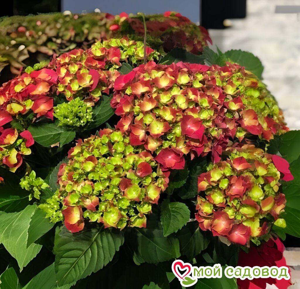 Гортензия крупнолистная Эндлесс Саммер Блашин Брайд